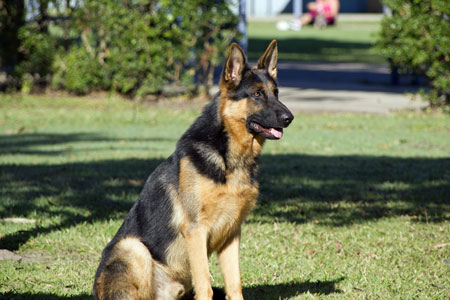 Kawana dog training