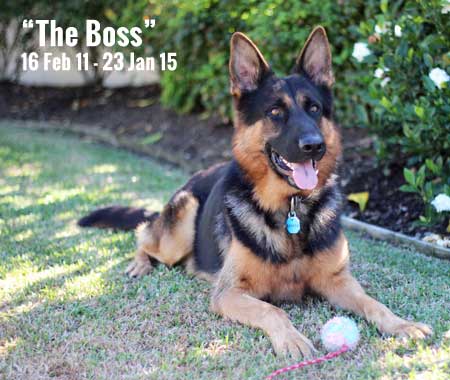 The Boss